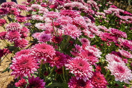 Chrysanthemum, formerly Dendranthemum Pink blooming'Field of pink flowers to welcome winterの写真素材