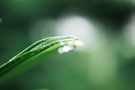 Water droplets at the tip of leaves are a natural phenomenon called guttation