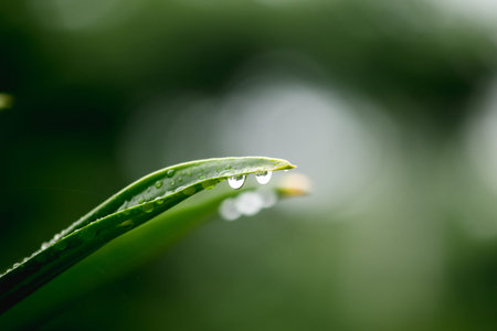 Water droplets at the tip of leaves are a natural phenomenon called guttation
