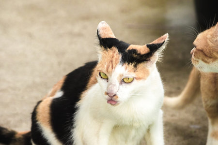 Calico cat is the name of the characteristics of the fur color, more often found in female cats than...