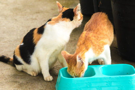 calico cat and orange cat are bending down to eat food in a bowl