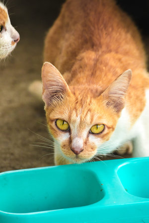 calico cat and orange cat are bending down to eat food in a bowl