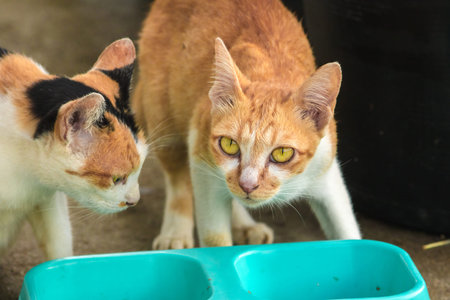 calico cat and orange cat are bending down to eat food in a bowl