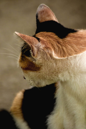 calico cat is looking back