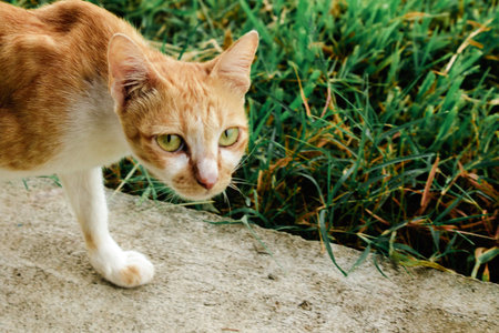 An orange cat walks past, looking at what's in front of it.の写真素材