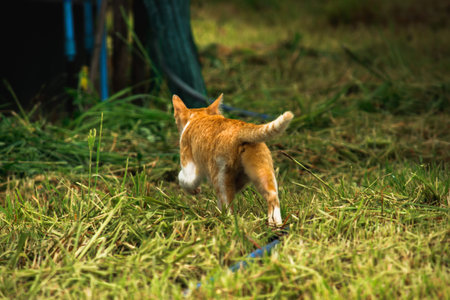 An orange cat walks in the grass, searching for food