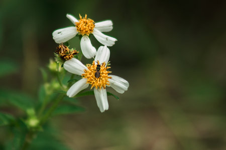 The roadside is blooming beautifully. But if the flowers are dry, they will be hard seed stalks with sharp forks that stick to clothes.の写真素材