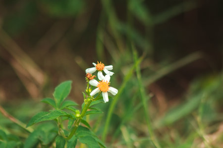 The roadside is blooming beautifully. But if the flowers are dry, they will be hard seed stalks with sharp forks that stick to clothes.の写真素材