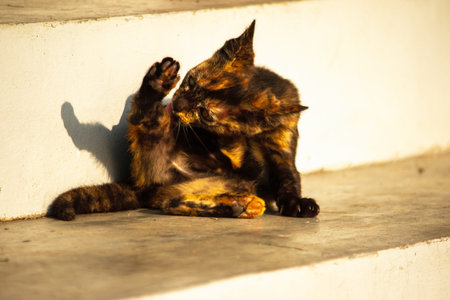 The black and orange kitten grooms itself to maintain cleanliness, keep its fur shiny, and stimulate blood circulation.の写真素材