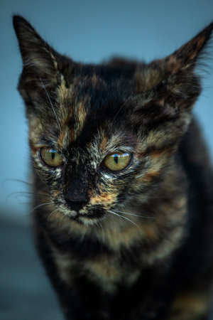 Orange and Black Tabby sat guarding the security of their "territory."の写真素材