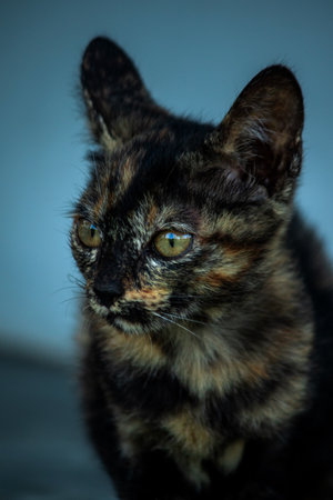 Orange and Black Tabby sat guarding the security of their "territory."の写真素材