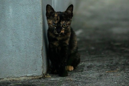 Orange and Black Tabby sat guarding the security of their territory.の写真素材