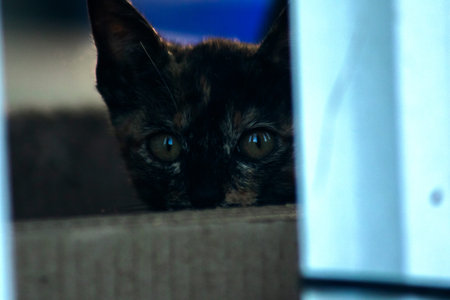 Orange and Black Tabby sat guarding the security of their territory.