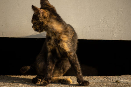 Tortoiseshell cats are highly independent, intelligent, grumpy, and mischievous.
