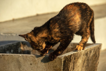 Tortoiseshell cats are highly independent, intelligent, grumpy, and mischievous.の写真素材