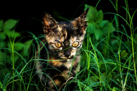 Orange and Black Tabby are exploring the lawn. Walking in the lawn is about exploring and checking for changes.の写真素材