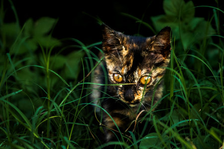 Orange and Black Tabby are exploring the lawn. Walking in the lawn is about exploring and checking for changes.の写真素材