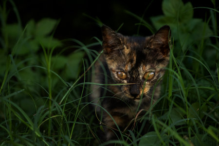 An orange and black tabby cat is exploring the lawn.の写真素材