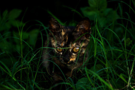 Orange and Black Tabby are exploring the lawn. Walking in the lawn is about exploring and checking for changes.の写真素材