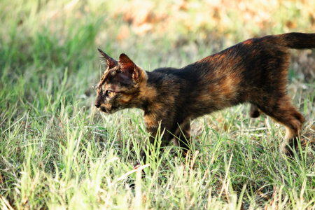 A cat is exploring the lawn. Walking in the lawn is about exploring and checking for changes.の写真素材