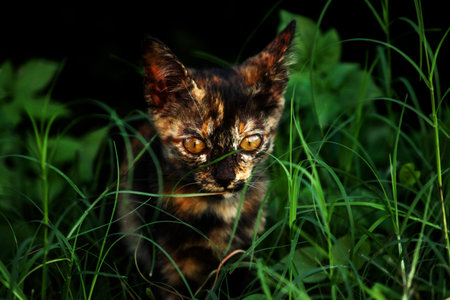Orange and Black Tabby are exploring the lawn.の写真素材