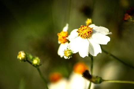 Spanish Needle is an herbaceous plant, considered a weed, commonly found in Thailand.の写真素材