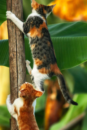 A calico kitten is climbing a tree.