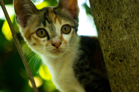 A calico kitten is climbing a tree.の写真素材
