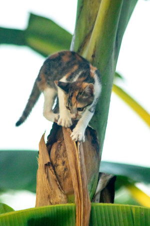 A calico kitten is climbing a tree.の写真素材