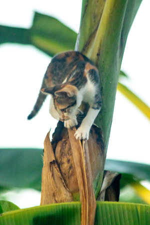 A calico kitten is climbing a tree.の写真素材