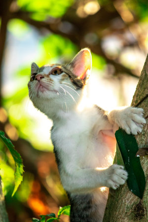 A calico kitten is climbing a tree.の写真素材