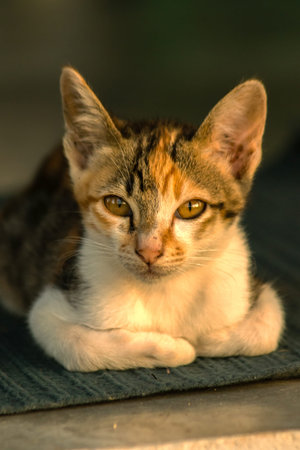 Calico kittens, when they feel safe, immediately turn that area into a bed.