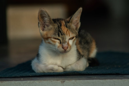 Calico kittens, when they feel safe, immediately turn that area into a bed.の写真素材