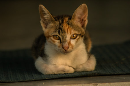 Calico kittens, when they feel safe, immediately turn that area into a bed.