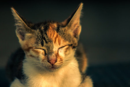 Calico kittens, when they feel safe, immediately turn that area into a bed.