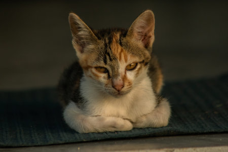 Calico kittens, when they feel safe, immediately turn that area into a bed.