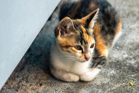 A calico kitten is sitting on the floor, staring with a curious look in its eyes.