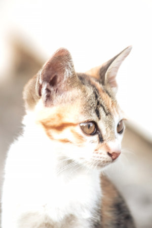A calico cat is staring intently at something.