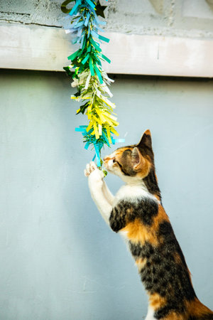 The calico cat's observation of the fluttering ribbon stimulated the kitten's desire to pounce.の写真素材