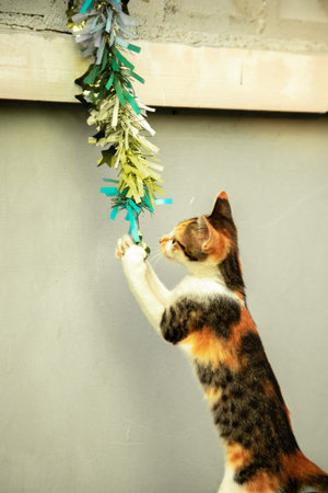 The calico cat's observation of the fluttering ribbon stimulated the kitten's desire to pounce.の写真素材