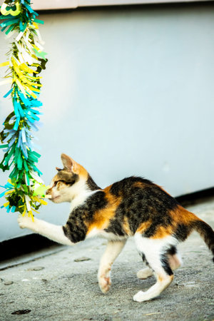 The calico cat's observation of the fluttering ribbon stimulated the kitten's desire to pounce.の写真素材