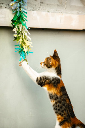 The calico cat's observation of the fluttering ribbon stimulated the kitten's desire to pounce.