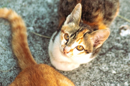 A calico cat is staring intently at something.