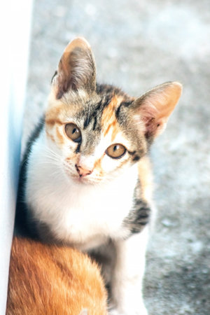 A calico cat is staring intently at something.