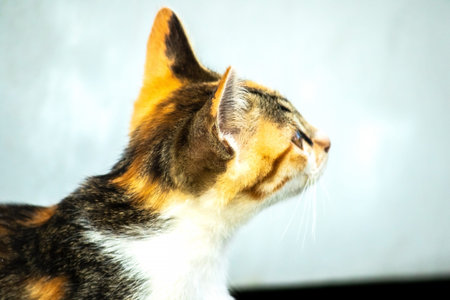 A calico cat is staring intently at something.