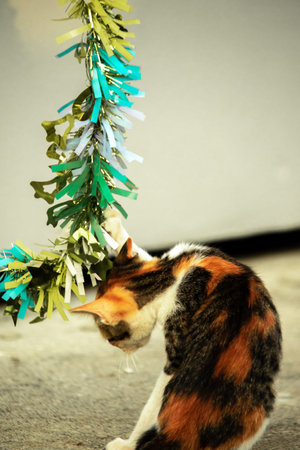 The calico cat's observation of the fluttering ribbon stimulated the kitten's desire to pounce.の写真素材