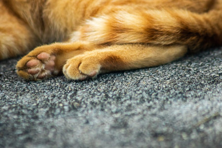 An orange cat's paw print on the floor.