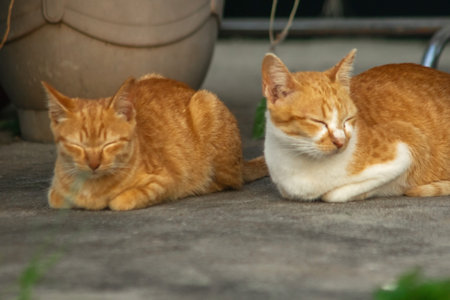 The orange cat lying peacefully on the floor reflects complete trust and relaxation.