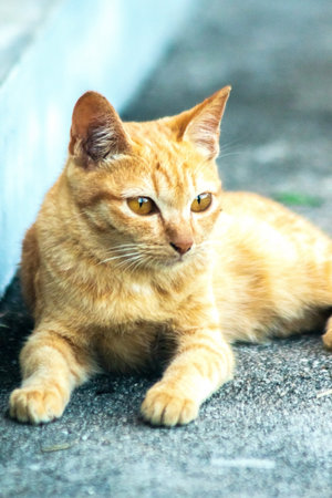 The orange cat lying peacefully on the floor reflects complete trust and relaxation.