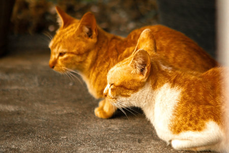 The orange cat lying peacefully on the floor reflects complete trust and relaxation.